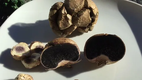 تصویر 1 از سیر سیاه فرانسوی ستاره دخت با فرمولاسیون تخصصی و استاندارد اروپایی